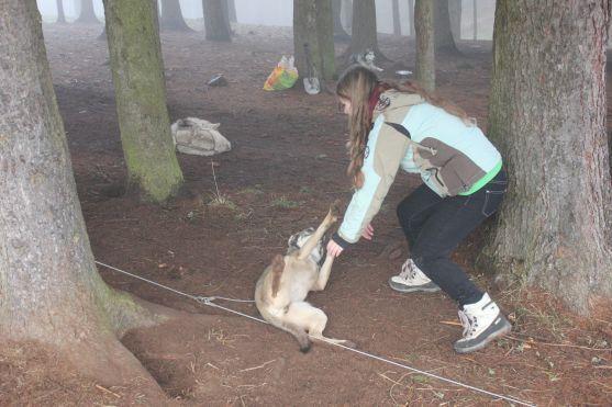 Letos se se psy běhalo a jezdilo na kárách, koloběžkách a kolech