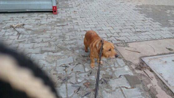 V broumovském útulku zachránili psa. Po majiteli pátrají