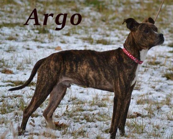 Broumovským útulkem prošlo v loňském roce 186 psů a 25 koček