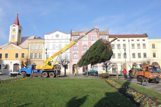 Broumovský vánoční strom je na místě. Rozsvítí se v neděli