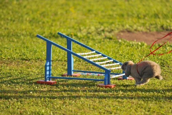 Králíci z Broumova uspěli na Grand Prix v Poděbradech