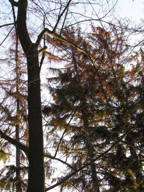 V broumovském Schrollově parku je nutné pokácet sedm smrků ztepilých