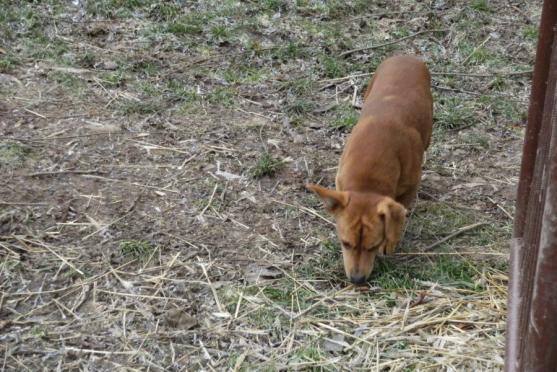 O pět zanedbaných psů z mediálně známého příběhu z Vysočiny se stará broumovský útulek