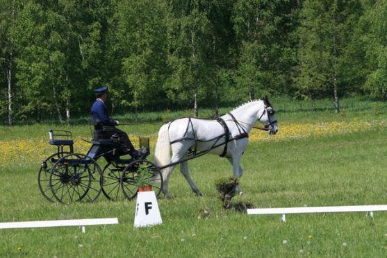 Na polické závody koňských spřežení přijedou jezdci ze sedmi států