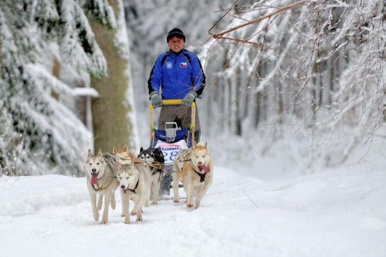 Na závody psích spřežení se na Janovičky u Broumova přišlo podívat 3 000 diváků
