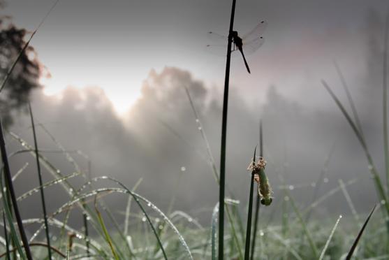 Černé jezírko a vážky ze Sibiře