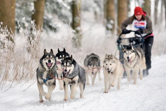 Janovičky patřily musherům a jejich psům