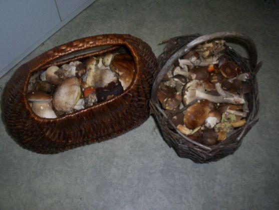 Houbová krása z lesů Broumovska