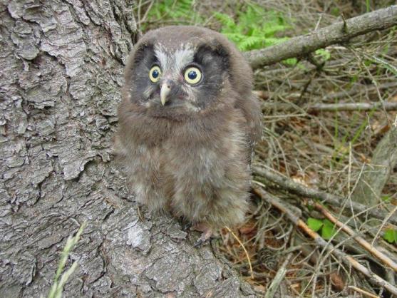 Podpora hnízdění dravců a sov v CHKO Broumovsko