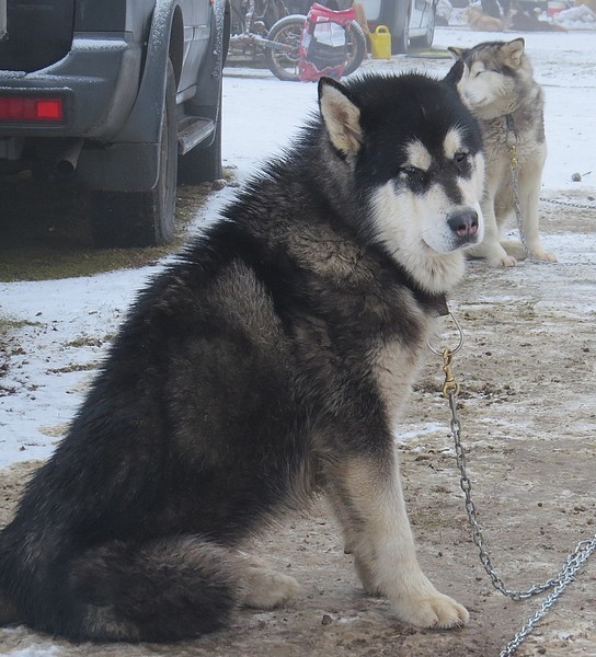 Místo na saních se na Janovičkách jezdilo na kárách