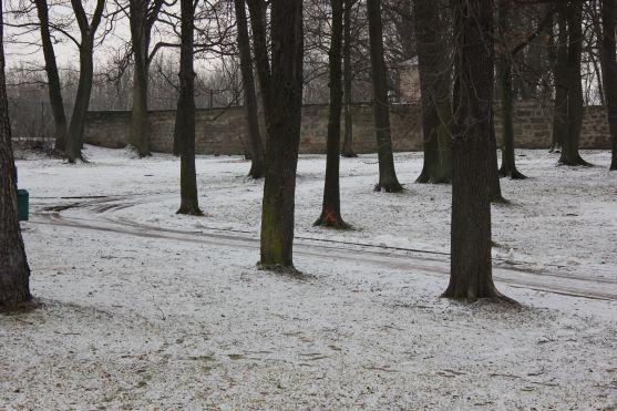 V broumovském Schrollově parku se budou kácet stromy 