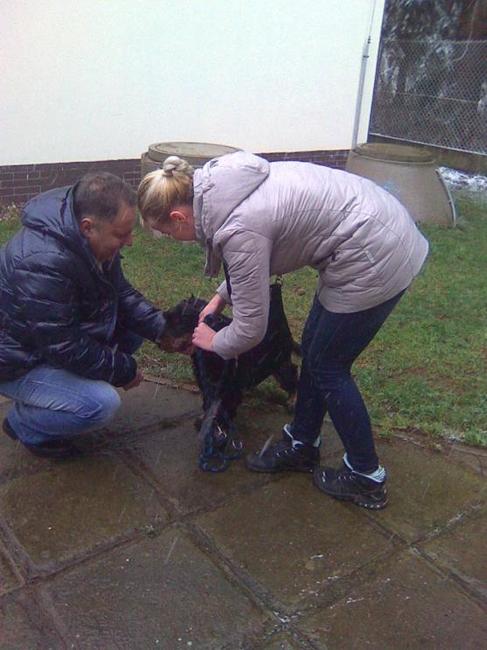 Při závodech psích spřežení se ztratil pes. Někdy podobné případy končí šťastně