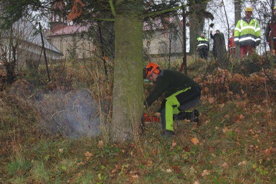 Broumovský vánoční strom je z Šonova