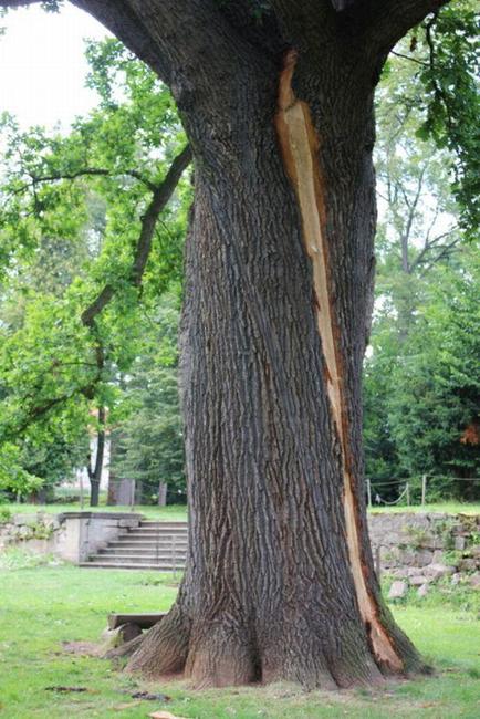 Do dubu v broumovské klášterní zahradě uhodil blesk