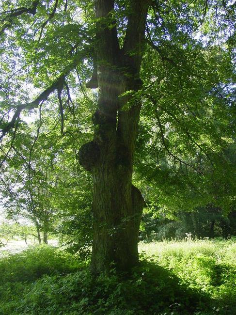 Památná Husitská lípa na Ostaši padla vichrem