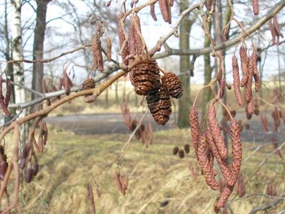 Letos oslavujeme v Evropě Velikonoce v rozpětí 5 týdnů a Inge Birke, rodačka z Jetřichova, nám připomněla velikonoční Svatý týden na Broumovsku za starých časů 