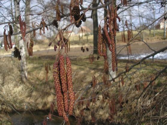 Vypadá to, že zima letos již skončila 