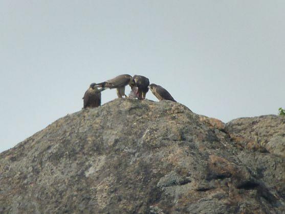 Sokoli v CHKO Broumovsko vylétli z hnízd