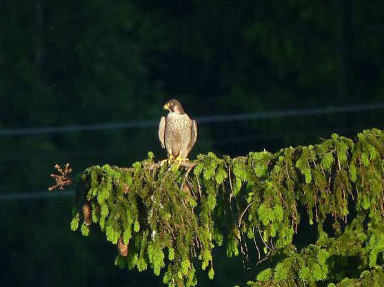 Rekordní počet hnízdících sokolů v CHKO Broumovsko. Letos poprvé i s pozorováním pro veřejnost