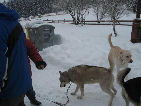 Mentálně postižené děti z polského stacionáře v Dzierżoniowě jezdili na Janovičkách u Broumova se psím spřežením