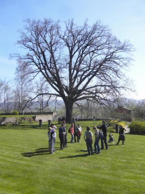 Dub v broumovské klášterní zahradě obsadil krásné 5. místo v anketě Strom roku 2011