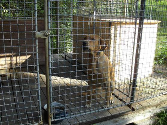 V Teplicích nad Metují hledají majitele zaběhlého psa