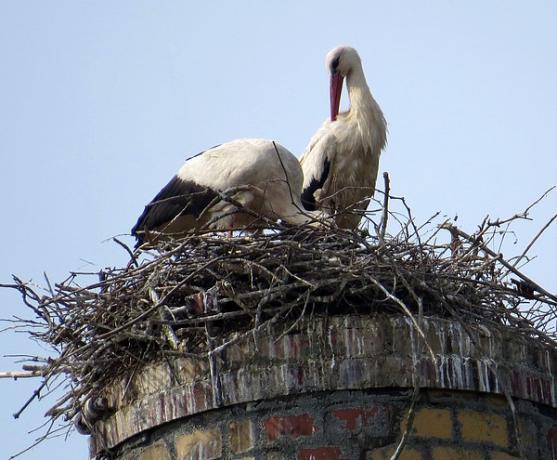 Na pivovarském komíně v Olivětíně se vylíhla čápata 