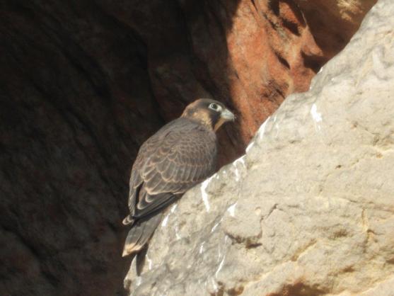 Sokoli na Ostaši těsně před vylétnutím z hnízda, na Frýdlantskou vyhlídku zkratkou! 