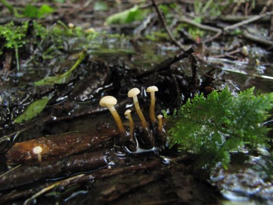 Otevírání lesa na Broumovsku aneb první osvětová akce v roce 2020 pro houbaře a mykology 