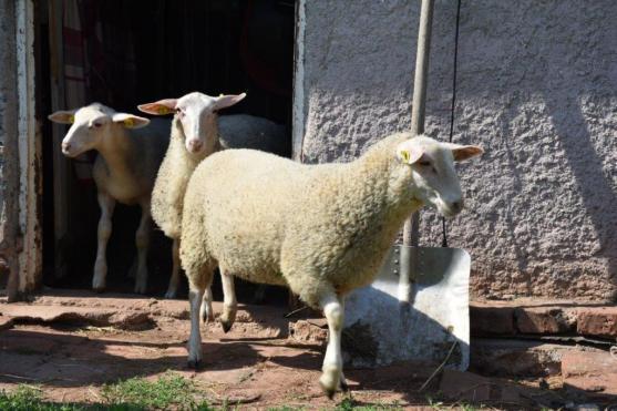 Hejtman Královéhradeckého kraje nepřipouští konec pastevectví 