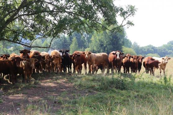 Příběh cesty od zchátralého kravína k jedné z nejlepších farem v České republice 