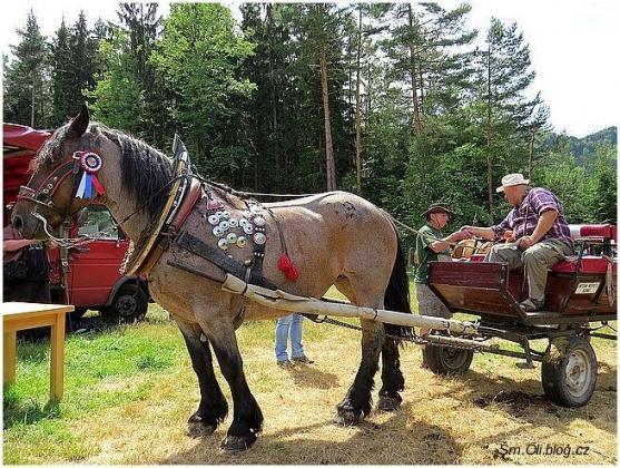 V Martínkovicích soutěžili koně ve třech disciplínách