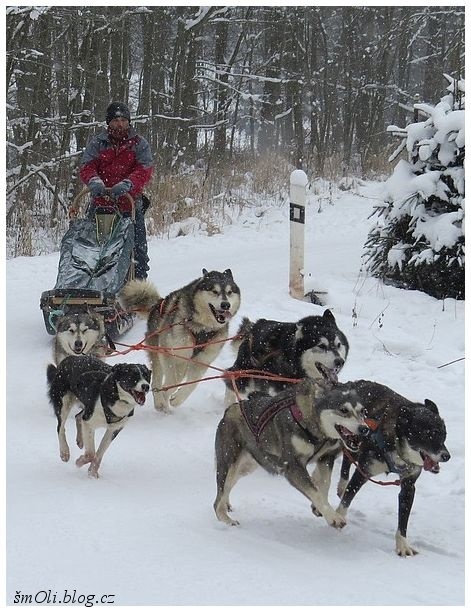 O víkendu běhali na Janovičkách sibiřští husky, aljašští malamuti, samojedi či grónští psi