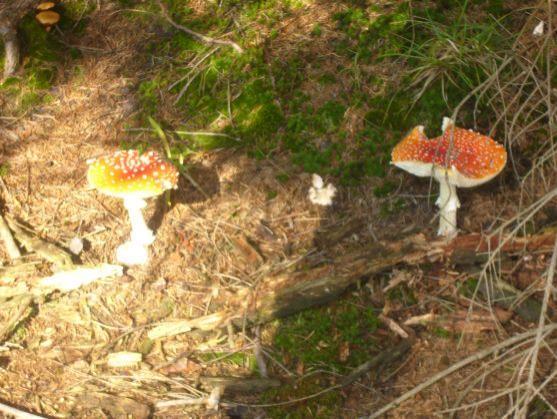 Přípravy na 25. ročník turistického pochodu Teplicko - adršpašská 33 jsou v plném proudu