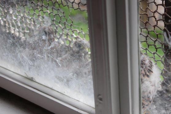 Místo narození: broumovský klášter