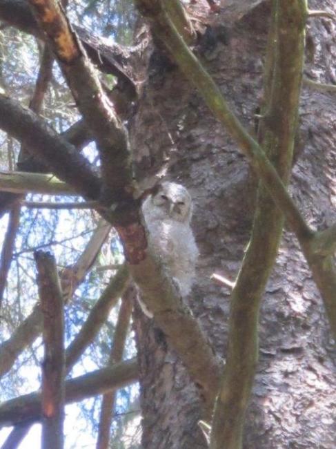 Ve skalní dutině na Křížovém vrchu hnízdí puštík