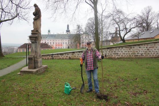 V klášterní zahradě byl zasazen nový vzácný strom Dřezovec trojtrnný