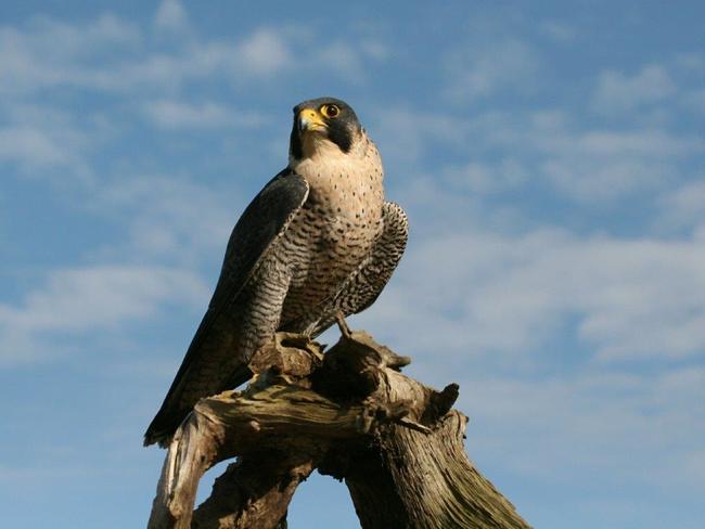 Pozorování hnízdění sokola stěhovavého v Teplických skalách 