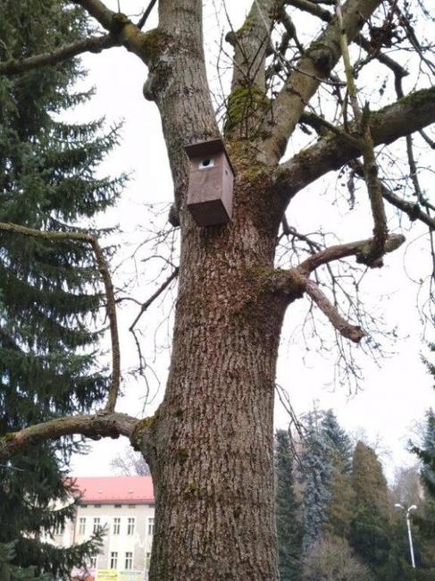 V Trutnově naleznete 67 nových ptačích budek