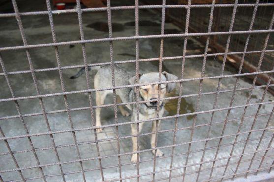 V broumovském psím útulku čeká na nové majitele dvanáct psů