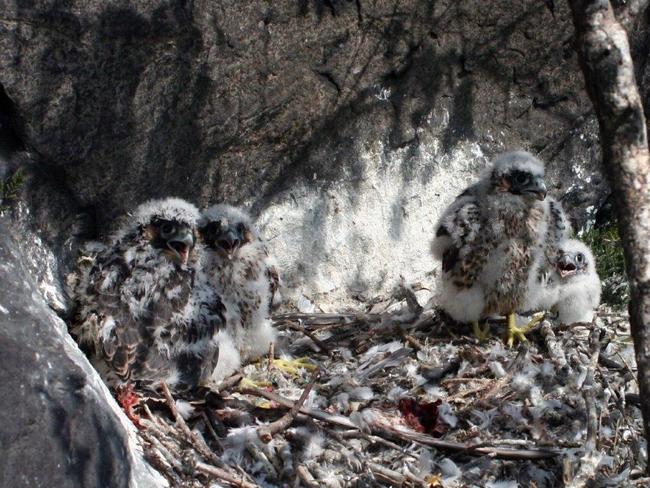 Pozorování hnízdění sokola stěhovavého v Teplických skalách 