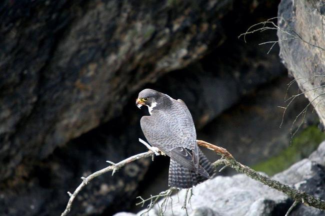 Pozorování hnízdění sokola stěhovavého v Teplických skalách 