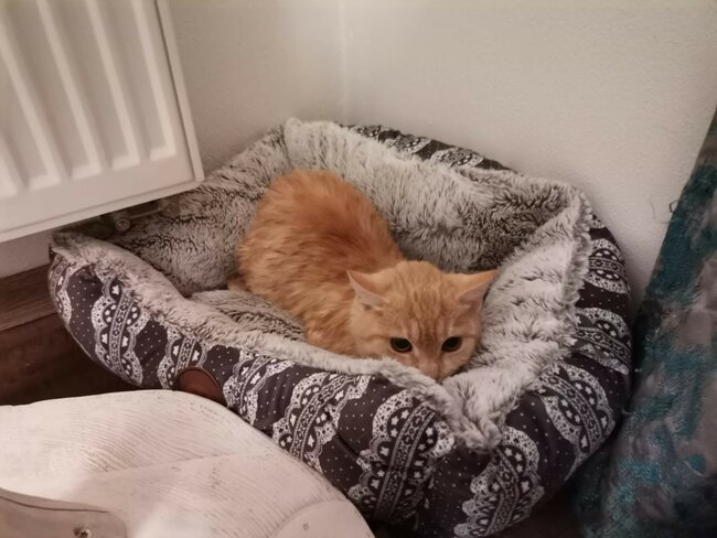 Stále nacházíme zubožená zvířata