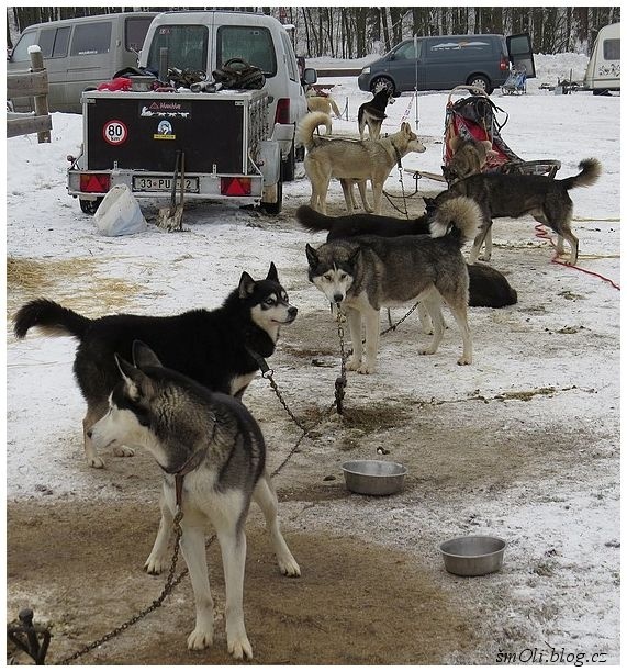 O víkendu běhali na Janovičkách sibiřští husky, aljašští malamuti, samojedi či grónští psi