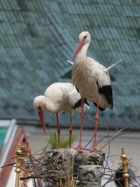 Symbol štěstí na broumovském náměstí