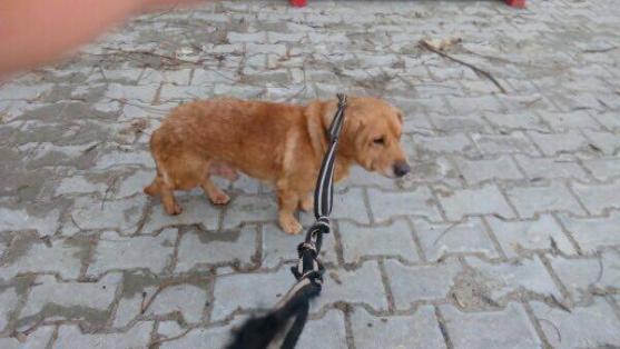 V broumovském útulku zachránili psa. Po majiteli pátrají