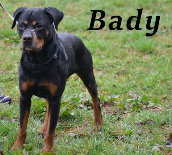 Broumovským útulkem prošlo v loňském roce 186 psů a 25 koček