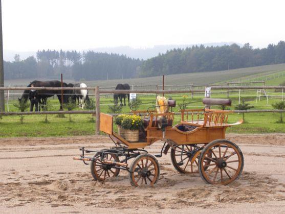 V Jízdárně Hejtmánkovice byla oddána kobylka Polárka a oslík Cukřík