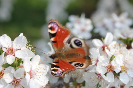 Byla vyhlášena fotosoutěž na téma Broumov mýma očima