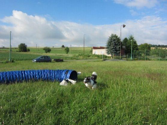 Psí parkur v Polici nad Metují zahajuje svoji činnost
